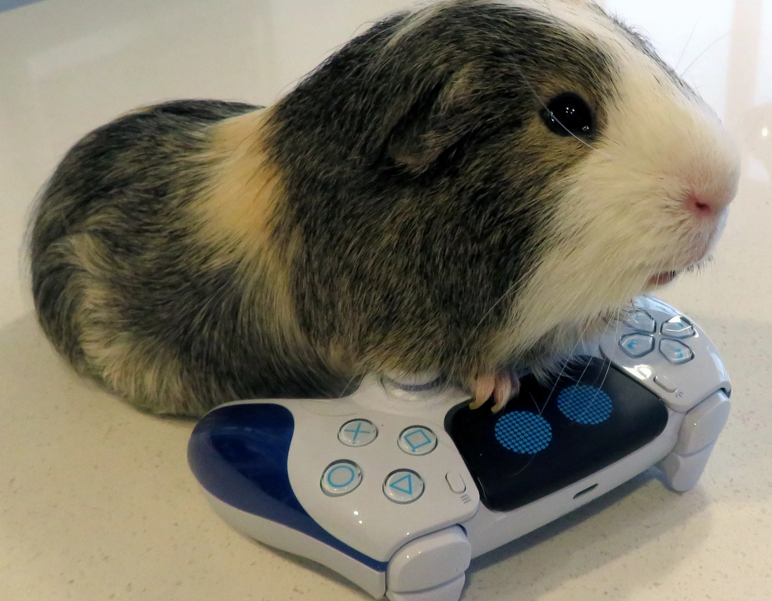 Teddy the guinea pig